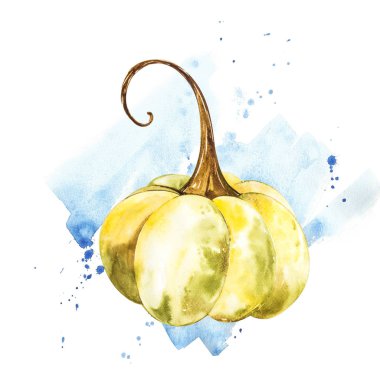 Balkabağı. El Beyaz zemin üzerine suluboya resim çekilmiş. Bir sıçrama ile suluboya resim.