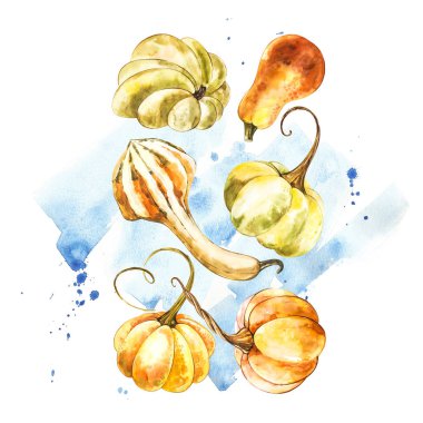 Balkabağı. El Beyaz zemin üzerine suluboya resim çekilmiş. Bir sıçrama ile suluboya resim.