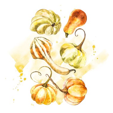 Balkabağı. El Beyaz zemin üzerine suluboya resim çekilmiş. Bir sıçrama ile suluboya resim.