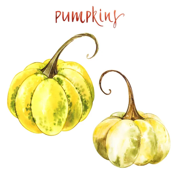 Balkabağı. El Beyaz zemin üzerine suluboya resim çekilmiş. Suluboya resim.