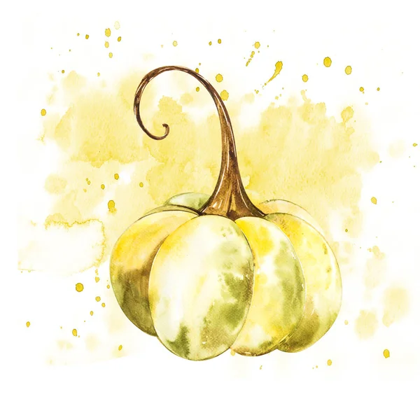 Pumpkin. Hand drawn watercolor painting on white background. Watercolor illustration with a splash.