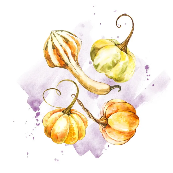 Balkabağı. El Beyaz zemin üzerine suluboya resim çekilmiş. Bir sıçrama ile suluboya resim.