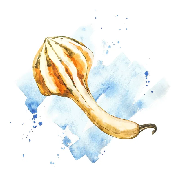 Calabaza. Pintura acuarela dibujada a mano sobre fondo blanco. Ilustración de acuarela con un chapoteo . — Foto de Stock