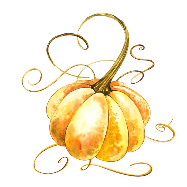 Calabaza. Pintura acuarela dibujada a mano sobre fondo blanco. Ilustración en acuarela . —  Fotos de Stock