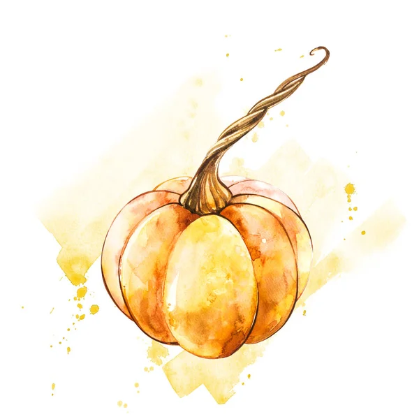 Calabaza. Pintura acuarela dibujada a mano sobre fondo blanco. Ilustración de acuarela con un chapoteo . —  Fotos de Stock