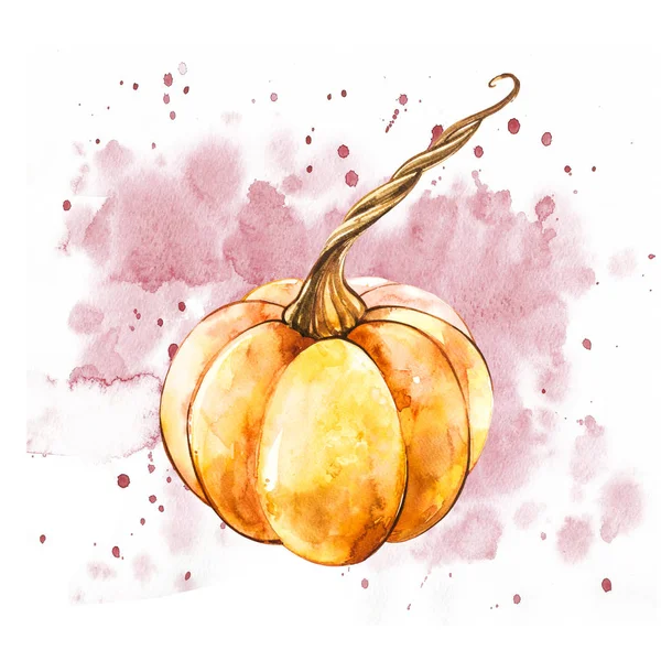 Pumpkin. Hand drawn watercolor painting on white background. Watercolor illustration with a splash.