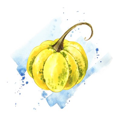 Balkabağı. El sıçrama ile beyaz zemin üzerine suluboya resim çekilmiş. Sonbahar sebze.