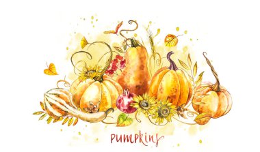 Kabaklar kompozisyon. El Beyaz zemin üzerine suluboya resim çekilmiş. Sulu boya resimde bir sıçrama ile. Şükran günün kutlu olsun kabak.