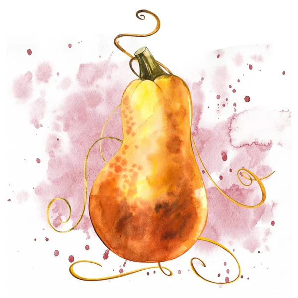 Aquarel hand getrokken illustratie van pompoen met verf spatten. Oranje voedsel. Kunst verse aquarel oranje pompoenen geïsoleerd op de witte achtergrond. — Stockfoto