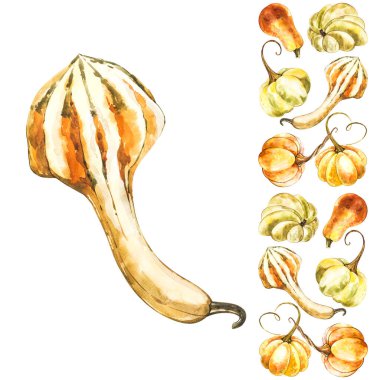 Balkabağı. El Beyaz zemin üzerine suluboya resim çekilmiş. Bir sıçrama ile suluboya resim.