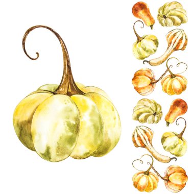 Balkabağı. El Beyaz zemin üzerine suluboya resim çekilmiş. Bir sıçrama ile suluboya resim.