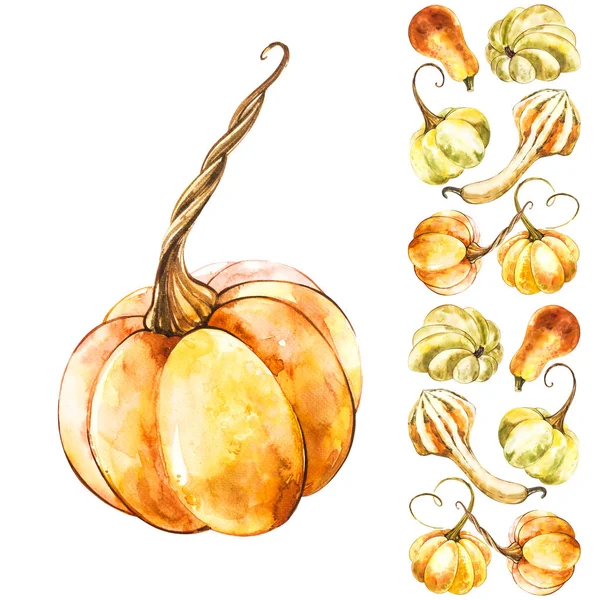 Pumpkin. Hand drawn watercolor painting on white background. Watercolor illustration with a splash.