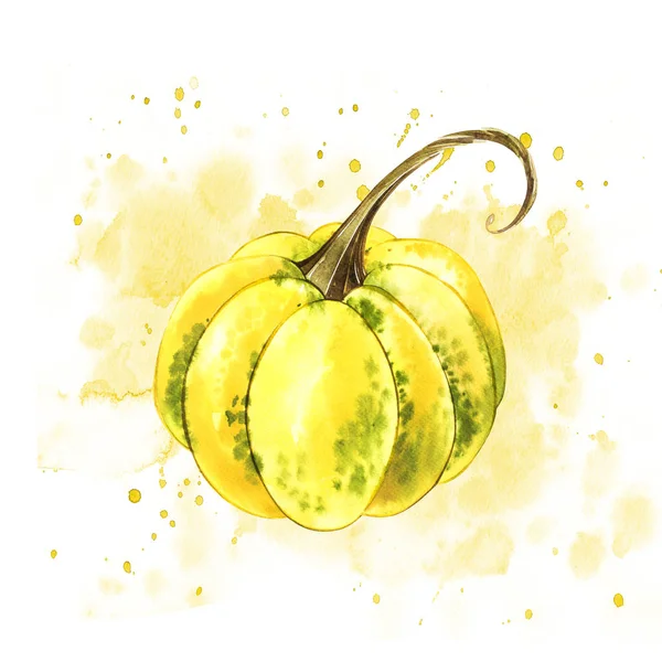 Pompoenen. Hand getekend aquarel op witte achtergrond met splash. Herfst groenten. — Stockfoto