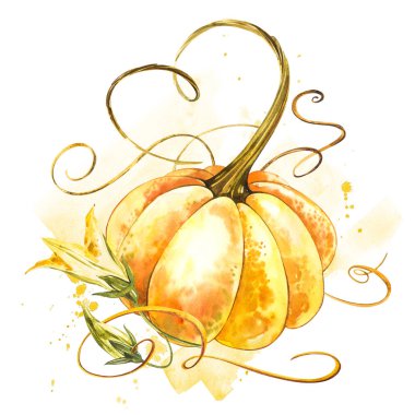 Balkabağı. El Beyaz zemin üzerine suluboya resim çekilmiş. Bir sıçrama ile suluboya resim.