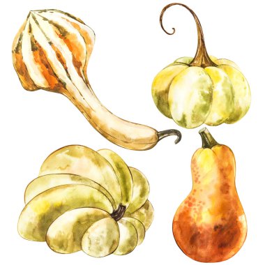 Balkabağı. El Beyaz zemin üzerine suluboya resim çekilmiş. Suluboya resim.