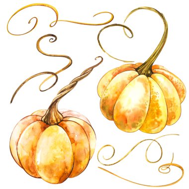 Balkabağı. El Beyaz zemin üzerine suluboya resim çekilmiş. Suluboya resim.