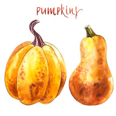 Balkabağı. El Beyaz zemin üzerine suluboya resim çekilmiş. Suluboya resim.