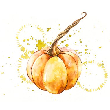 Balkabağı. El Beyaz zemin üzerine suluboya resim çekilmiş. Bir sıçrama ile suluboya resim.