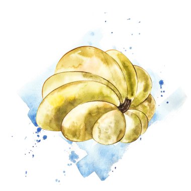 Balkabağı. El Beyaz zemin üzerine suluboya resim çekilmiş. Bir sıçrama ile suluboya resim.