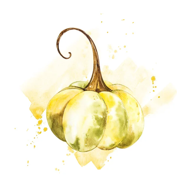 Calabaza. Pintura acuarela dibujada a mano sobre fondo blanco. Ilustración de acuarela con un chapoteo . — Foto de Stock