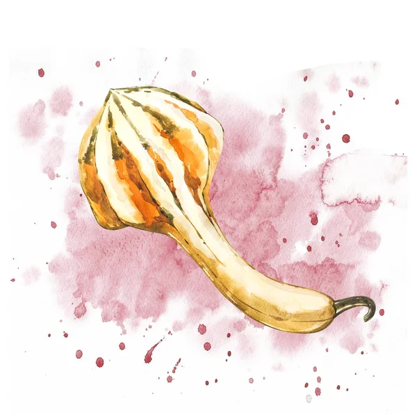 Balkabağı. El Beyaz zemin üzerine suluboya resim çekilmiş. Bir sıçrama ile suluboya resim.