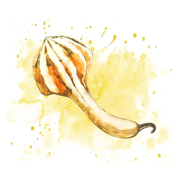 Calabaza. Pintura acuarela dibujada a mano sobre fondo blanco. Ilustración de acuarela con un chapoteo . — Foto de Stock