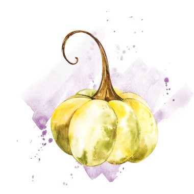 Balkabağı. El Beyaz zemin üzerine suluboya resim çekilmiş. Bir sıçrama ile suluboya resim.