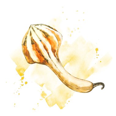 Balkabağı. El Beyaz zemin üzerine suluboya resim çekilmiş. Bir sıçrama ile suluboya resim.