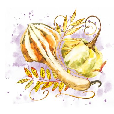 Balkabağı. El Beyaz zemin üzerine suluboya resim çekilmiş. Bir sıçrama ile suluboya resim.