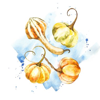 Balkabağı. El Beyaz zemin üzerine suluboya resim çekilmiş. Bir sıçrama ile suluboya resim.