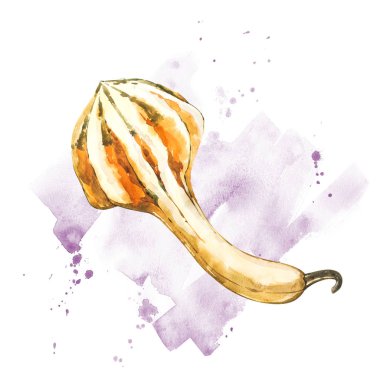 Balkabağı. El Beyaz zemin üzerine suluboya resim çekilmiş. Bir sıçrama ile suluboya resim.