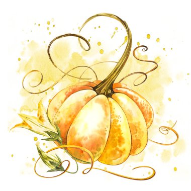 Balkabağı. El Beyaz zemin üzerine suluboya resim çekilmiş. Bir sıçrama ile suluboya resim.