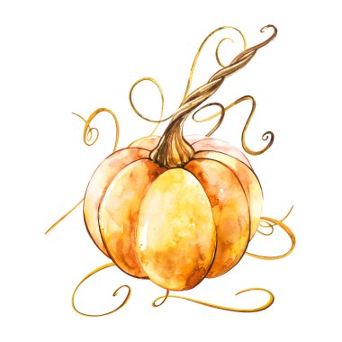 Balkabağı. El Beyaz zemin üzerine suluboya resim çekilmiş. Suluboya resim.