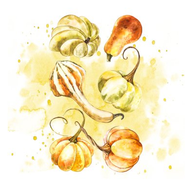 Balkabağı. El Beyaz zemin üzerine suluboya resim çekilmiş. Bir sıçrama ile suluboya resim.