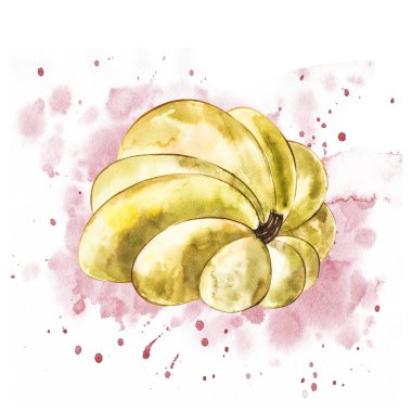 Balkabağı. El Beyaz zemin üzerine suluboya resim çekilmiş. Bir sıçrama ile suluboya resim.