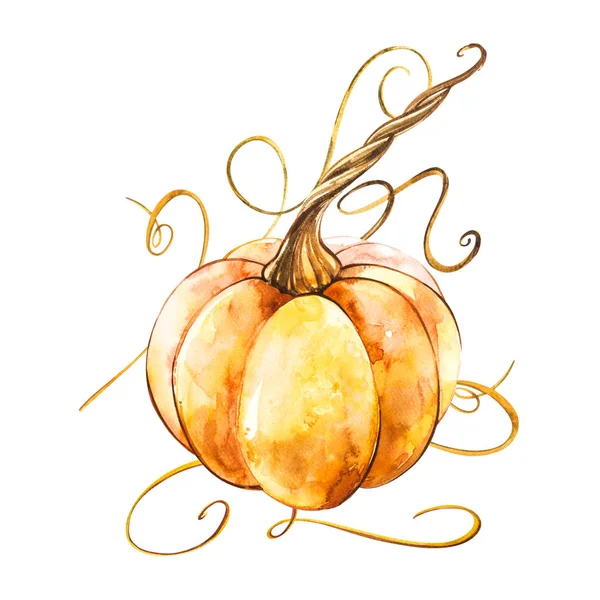 Calabaza. Pintura acuarela dibujada a mano sobre fondo blanco. Ilustración en acuarela . —  Fotos de Stock