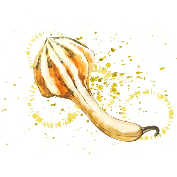 Calabaza. Pintura acuarela dibujada a mano sobre fondo blanco. Ilustración de acuarela con un chapoteo . — Foto de Stock