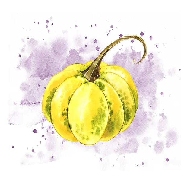 Pumpkins. Hand drawn watercolor painting on white background with splash. Autumn vegetables.
