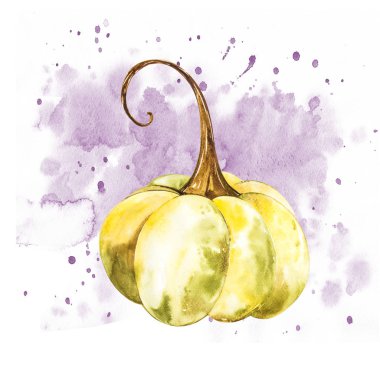 Balkabağı. El Beyaz zemin üzerine suluboya resim çekilmiş. Bir sıçrama ile suluboya resim.