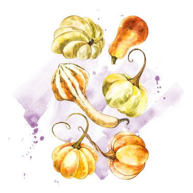 Balkabağı. El Beyaz zemin üzerine suluboya resim çekilmiş. Bir sıçrama ile suluboya resim.