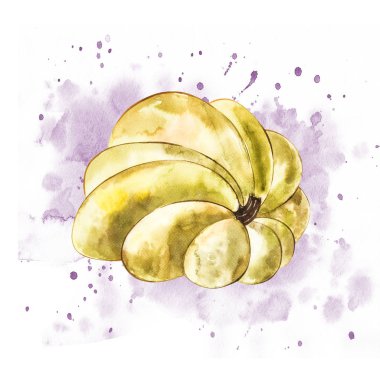 Balkabağı. El Beyaz zemin üzerine suluboya resim çekilmiş. Bir sıçrama ile suluboya resim.