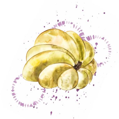 Balkabağı. El Beyaz zemin üzerine suluboya resim çekilmiş. Bir sıçrama ile suluboya resim.