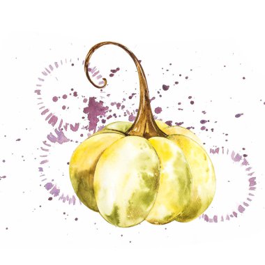 Balkabağı. El Beyaz zemin üzerine suluboya resim çekilmiş. Bir sıçrama ile suluboya resim.