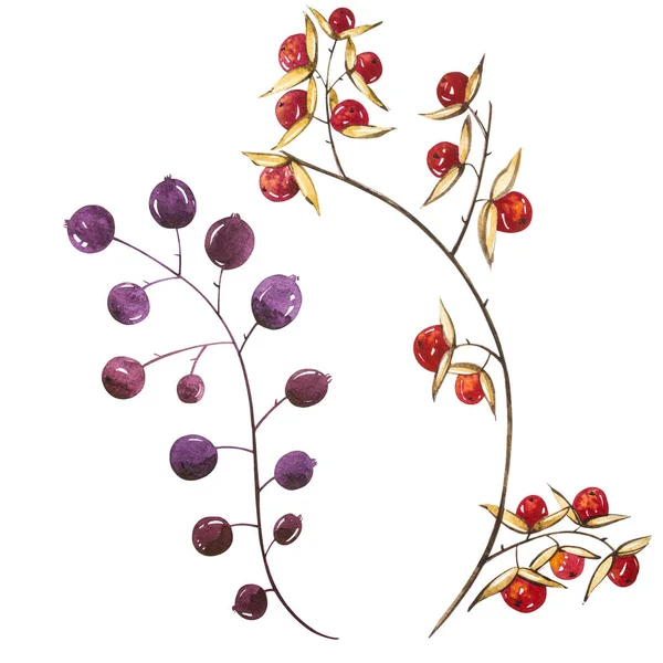 Berries. Watercolor illustrations isolated on white background. — Stock Photo, Image