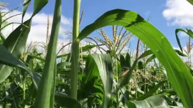 Mısır tarlasında ortada. Mısır alan Mısır hareket çiftlik. Yeşil çim tarım.