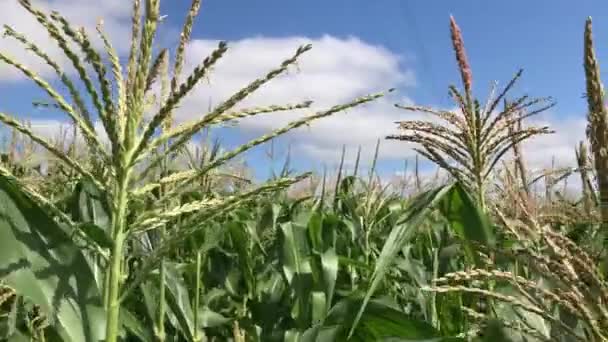 Ve středu kukuřičném poli. Kukuřičné pole kukuřice pohybu farmu. Zelená tráva zemědělství. — Stock video