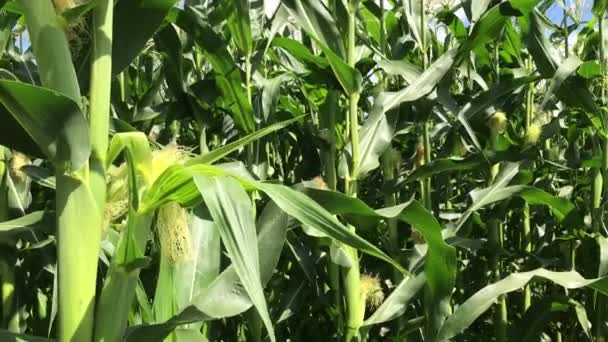 In middle of a cornfield. Corn field corn motion farm. Green grass agriculture. — Stock Video