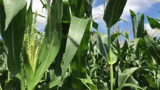 En medio de un maizal. Campo de maíz granja de maíz movimiento. Agricultura de hierba verde . — Vídeo de stock