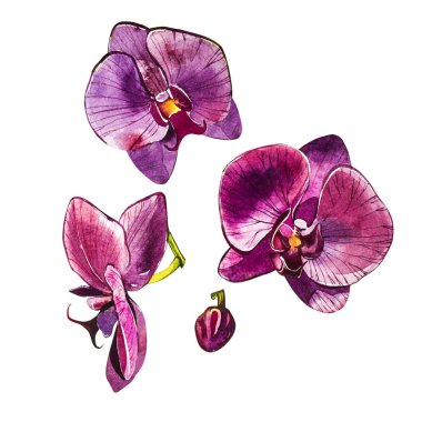 Suluboya dal orkide, elle çizilmiş çiçek illüstrasyon izole beyaz bir arka plan üzerinde. Flora suluboya resim, botanik boyama, el çizimi.