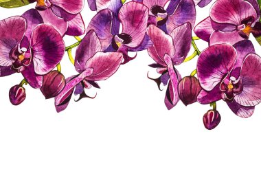 Suluboya dal orkide, elle çizilmiş çiçek illüstrasyon izole beyaz bir arka plan üzerinde. Flora suluboya resim, botanik boyama, el çizimi.